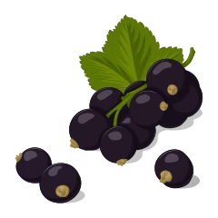 Cassis