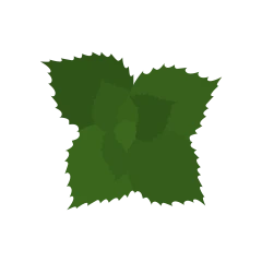 Menthe