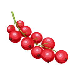 Groseille