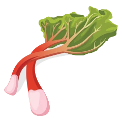 Rhubarbe