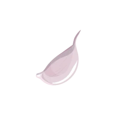 Échalote